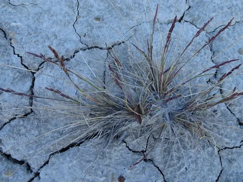 Arctic Alkali Grass