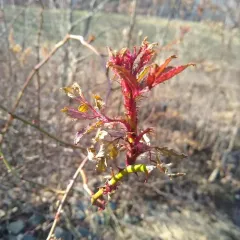 Rose rosette disease thumbnail 1