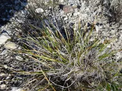 Siberian Kobresia thumbnail 1