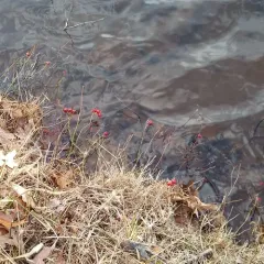 swamp rose thumbnail 2