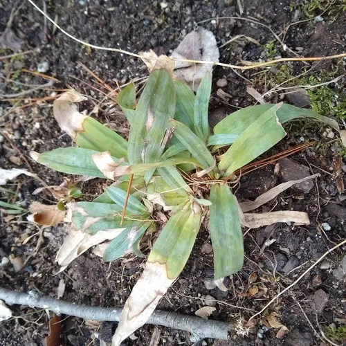 broad-leaved sedge