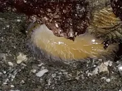 Japanese Aeolid thumbnail 4