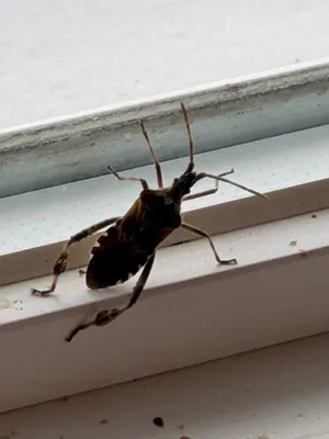 Western Conifer Seed Bug thumbnail 1