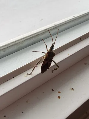 Western Conifer Seed Bug thumbnail 3