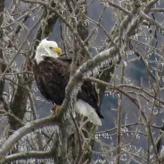 Bald Eagle thumbnail 4