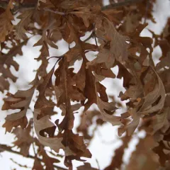 bur oak thumbnail 4