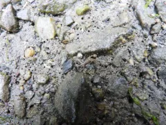 Americorophium brevis thumbnail 3