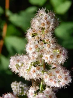 white meadowsweet thumbnail 4