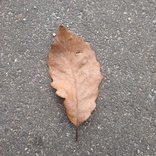 chestnut oak