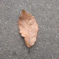 chestnut oak thumbnail 1