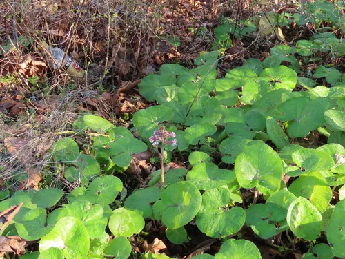 Winter Heliotrope