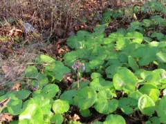 Winter Heliotrope thumbnail 1