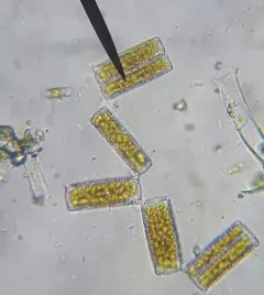 Diatoma vulgaris thumbnail 2