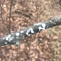 little nest polypore thumbnail 3
