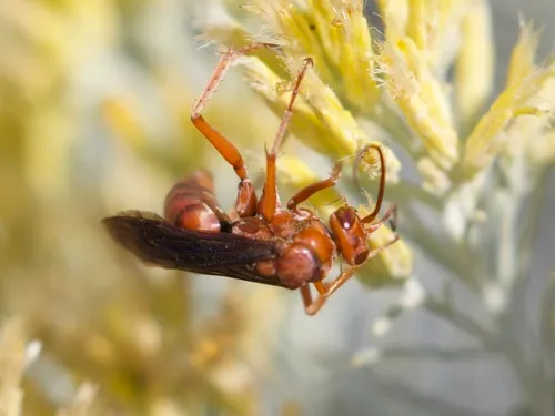 Western Red-tailed Spider Wasp