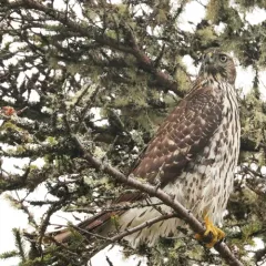 American Goshawk thumbnail 3