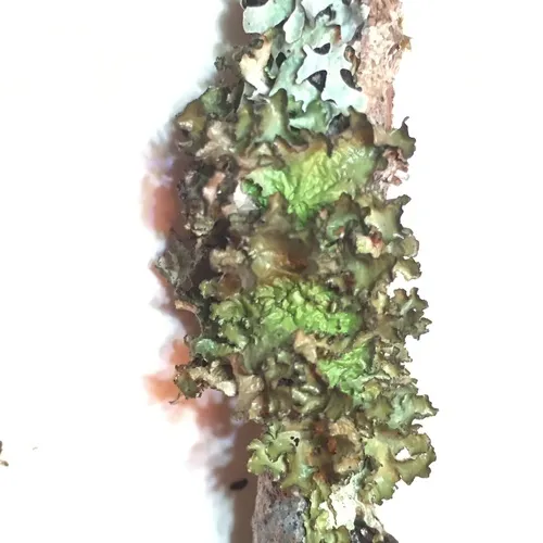 variable wrinkle-lichen