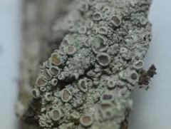 Dusted White-Rim thumbnail 1