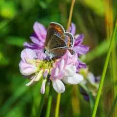 Karner Blue thumbnail 1