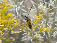 Beautiful Longhorned Beetle thumbnail 3