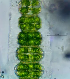 Desmidium grevillei thumbnail 2
