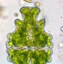 Euastrum humerosum thumbnail 2