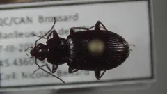 Agonum fidele thumbnail 3