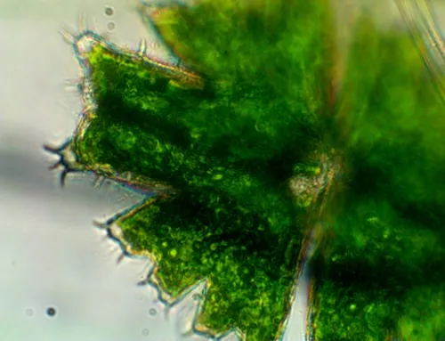 Micrasterias brachyptera