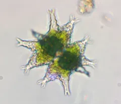 Staurastrum furcigerum thumbnail 1