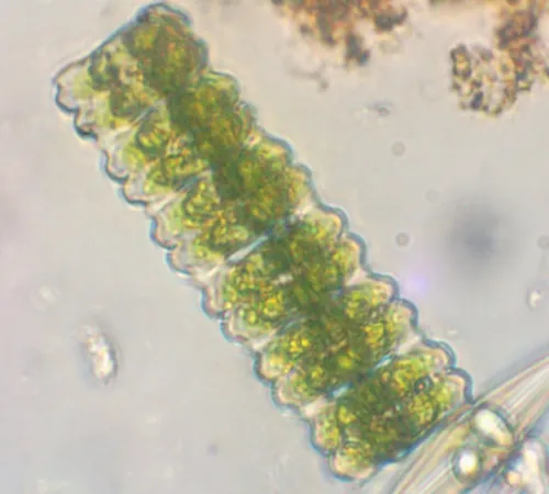Desmidium aptogonum