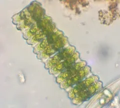 Desmidium aptogonum thumbnail 1
