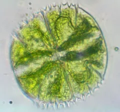 Micrasterias truncata thumbnail 2