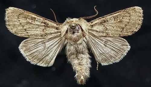 Euxoa edictalis