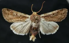 Dune Cutworm Moth thumbnail 1