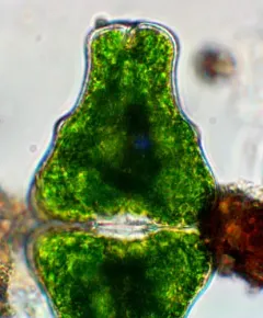 Euastrum didelta thumbnail 1