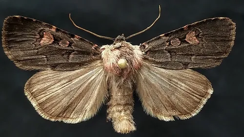 Feltia nigrita