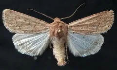 Median-banded Dart thumbnail 1