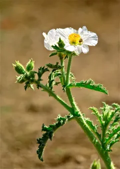 flatbud prickly poppy thumbnail 3