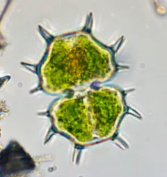 Xanthidium cristatum thumbnail 4