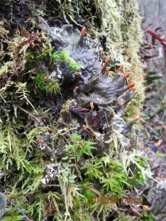 Peltigera hymenina thumbnail 4