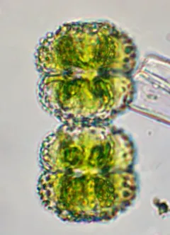 Cosmarium ornatum thumbnail 3