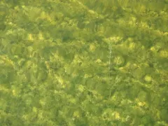 bearded stonewort thumbnail 4