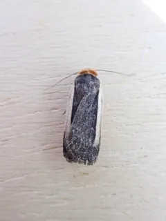 Pale-edged Dart thumbnail 2