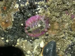 Veiled Chiton thumbnail 2