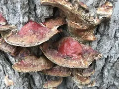 Vanderbylia fraxinea thumbnail 2