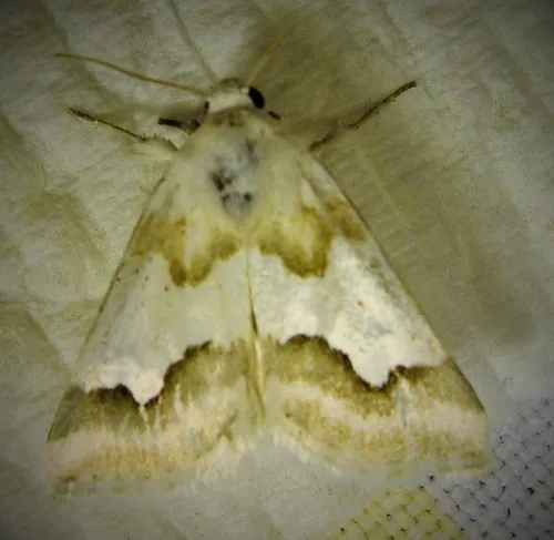 Hulst's Flower Moth