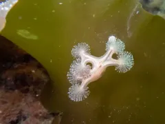 Horned Stalked Jellyfish thumbnail 2