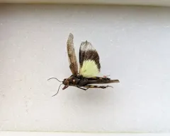 Ledge Grasshopper thumbnail 2
