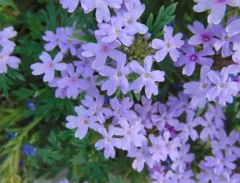 Dakota mock vervain thumbnail 3