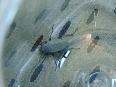Plains False Wireworm Beetle thumbnail 4